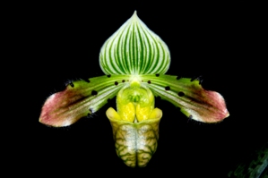 Paphiopedilum venustum Arnie AM/AOS 83 pts.